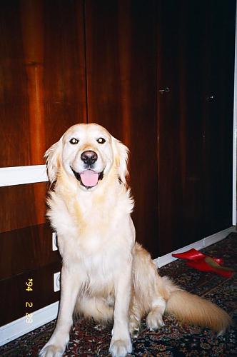 çapkin Erkek Golden Retriever