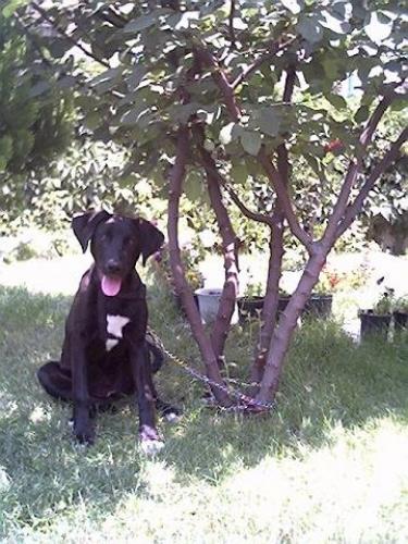 zeytin Dişi Labrador Retriever