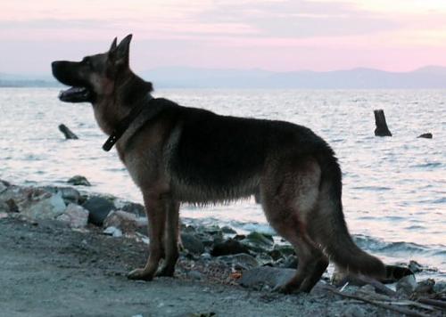 nando Erkek Alman Çoban Köpeği