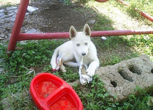 contess Dişi Sibirya Kurdu (Husky)