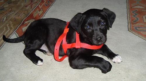 zeytin Dişi Labrador Retriever