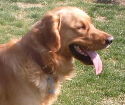 buddy Erkek Golden Retriever