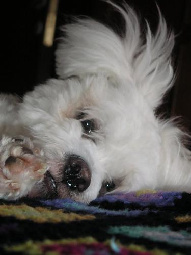 toçi Erkek West Highland White Terrier