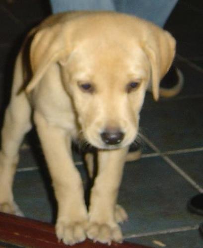 tarçın Dişi Labrador Retriever