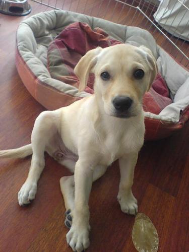 jolie Dişi Labrador Retriever