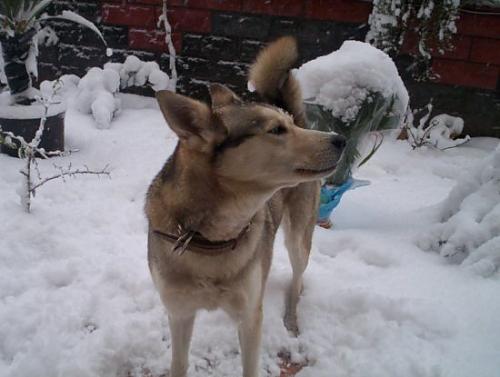 talya Dişi Sibirya Kurdu (Husky)