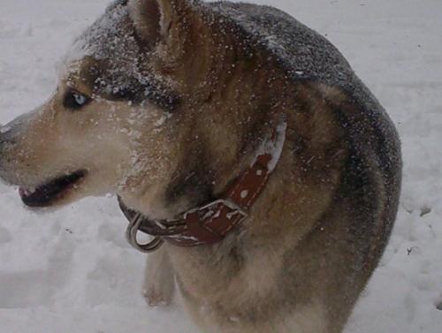 talya Dişi Sibirya Kurdu (Husky)