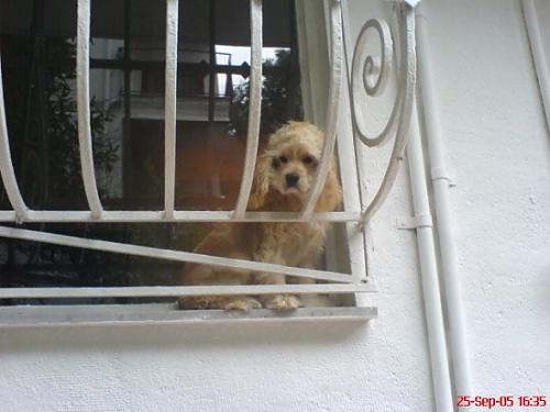 lola Dişi Amerikan Cocker Spaniel