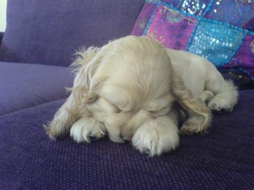 lola Dişi Amerikan Cocker Spaniel