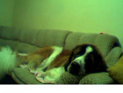 gizmo Erkek St. Bernard (Saint Bernard)