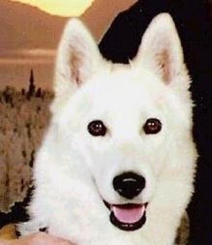 ice Dişi Sibirya Kurdu (Husky)