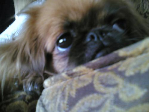 candy Dişi Pekingese