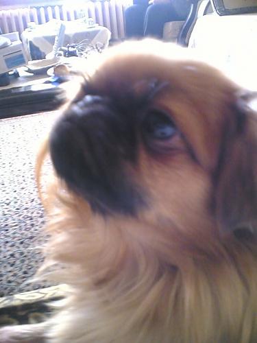 candy Dişi Pekingese