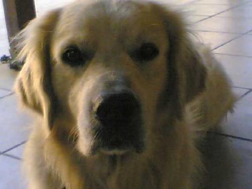 limon Dişi Golden Retriever