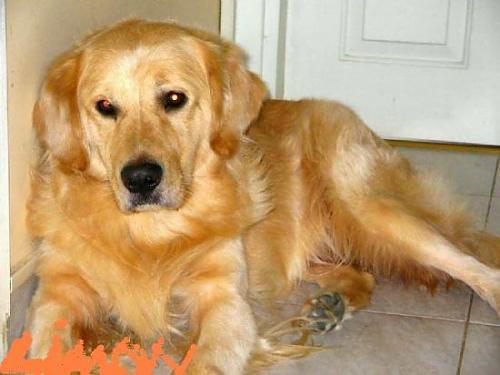 limon Dişi Golden Retriever