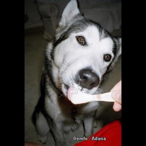 marla corleone Dişi Alaskan Malamute