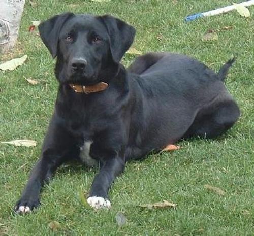 zeytin Dişi Labrador Retriever