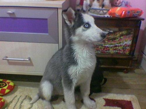 chucky Dişi Sibirya Kurdu (Husky)