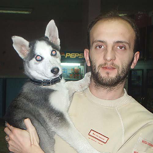 chucky Dişi Sibirya Kurdu (Husky)