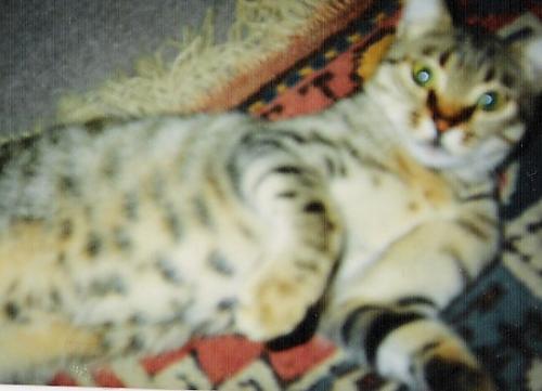 minnie Dişi American Shorthair