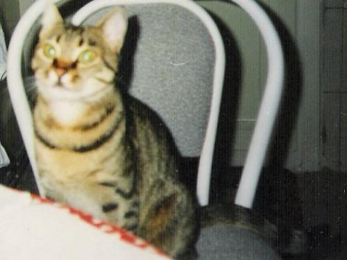 minnie Dişi American Shorthair