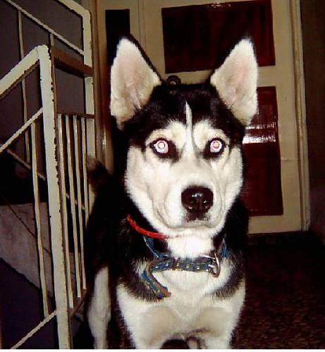 ice Erkek Sibirya Kurdu (Husky)