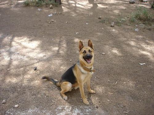 karas Erkek Alman Çoban Köpeği