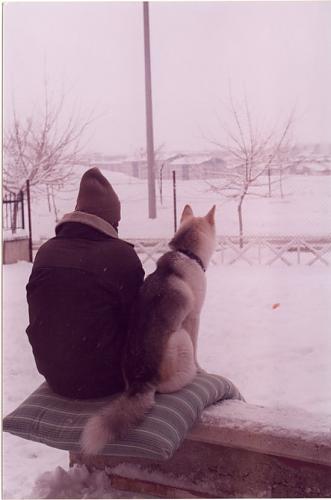 ice Dişi Sibirya Kurdu (Husky)