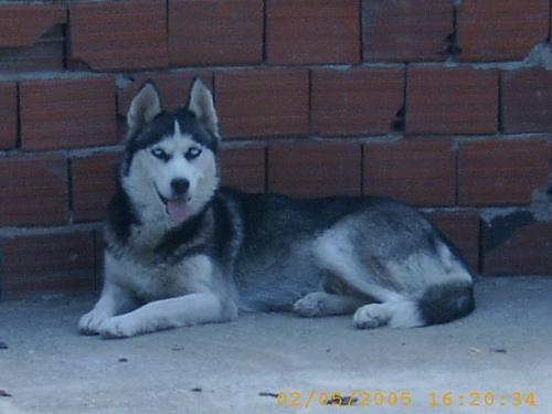 şerrii Dişi Sibirya Kurdu (Husky)