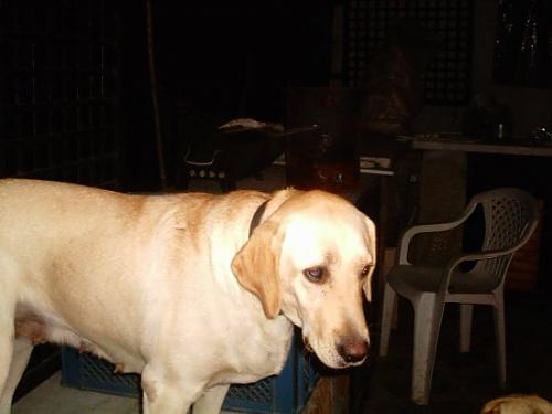 saka Dişi Labrador Retriever