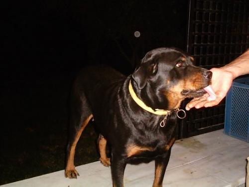 lisa Dişi Rottweiler