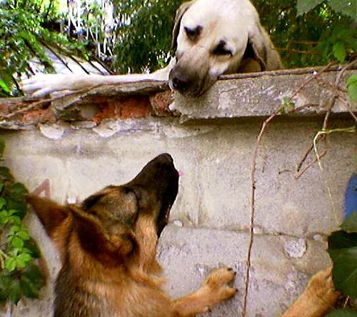 maco Erkek Alman Çoban Köpeği