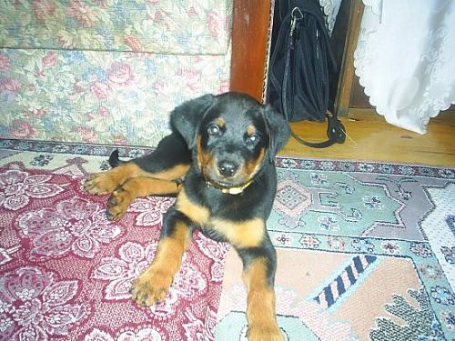 diego Erkek Rottweiler