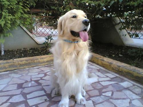 haydut Erkek Golden Retriever