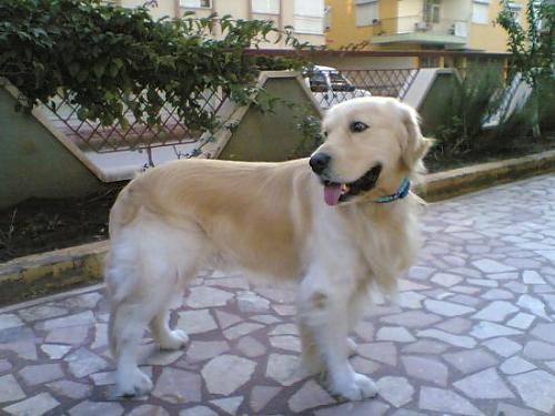 haydut Erkek Golden Retriever