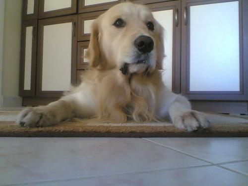 haydut Erkek Golden Retriever