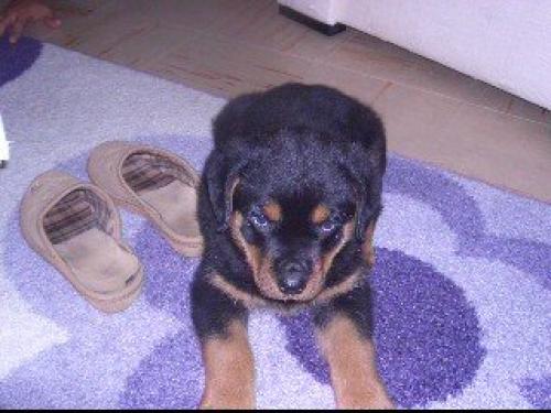 giza Dişi Rottweiler