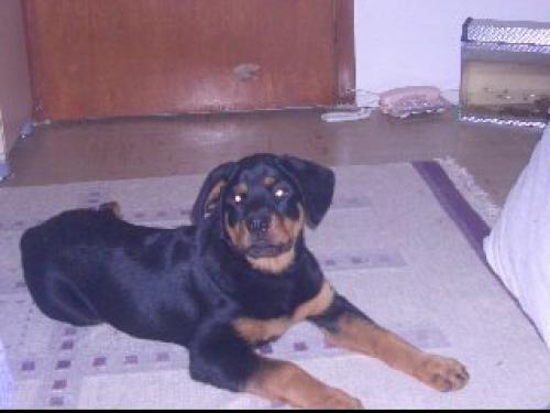 giza Dişi Rottweiler