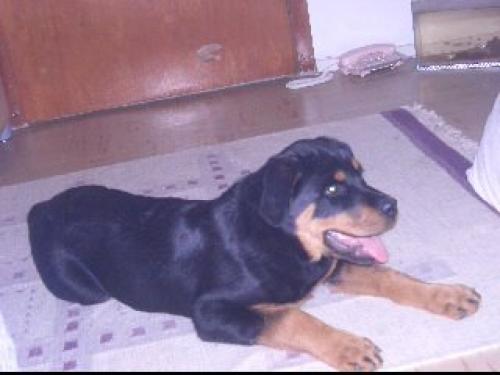 giza Dişi Rottweiler