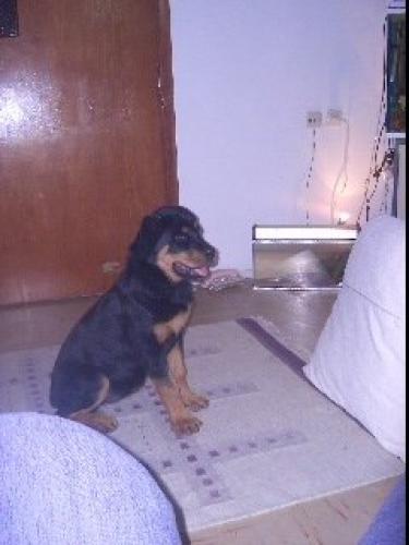 giza Dişi Rottweiler