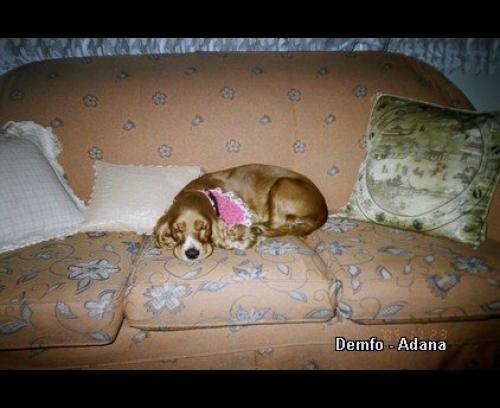 angel Dişi Amerikan Cocker Spaniel