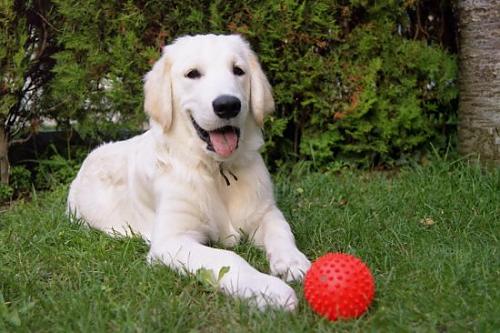 iceberg Erkek Golden Retriever