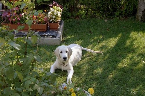 iceberg Erkek Golden Retriever