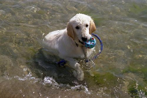 iceberg Erkek Golden Retriever