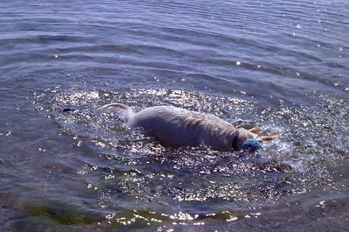 iceberg Erkek Golden Retriever