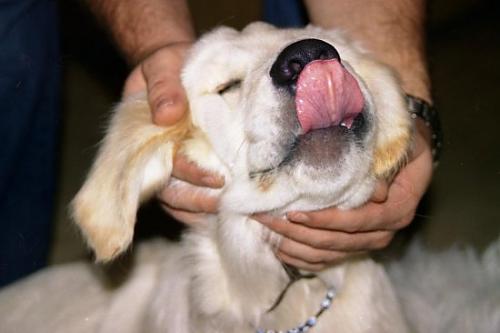 iceberg Erkek Golden Retriever