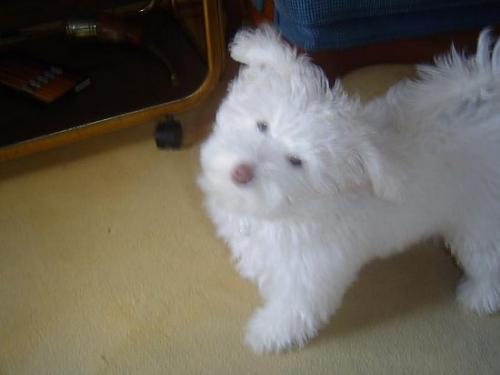 çıtır Dişi West Highland White Terrier