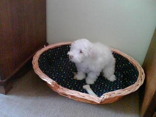 çıtır Dişi West Highland White Terrier