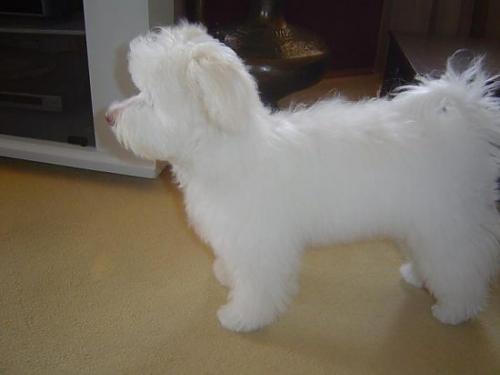 çıtır Dişi West Highland White Terrier