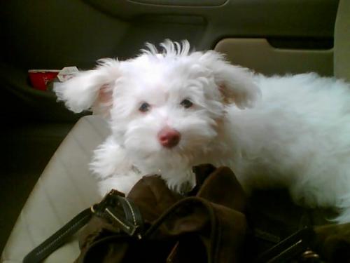 çıtır Dişi West Highland White Terrier